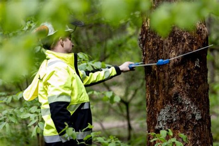 Effective Strategies for Tree Management: A Comprehensive Guide to 2 Trees Management