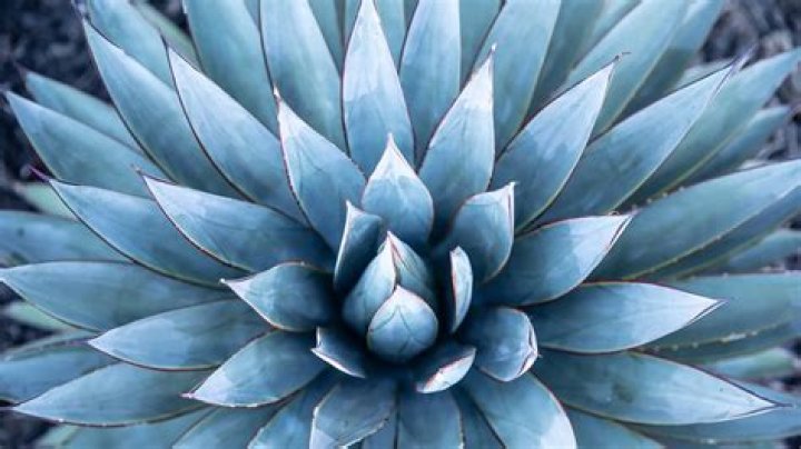 Agave Azul: The Heart of Tequila Production