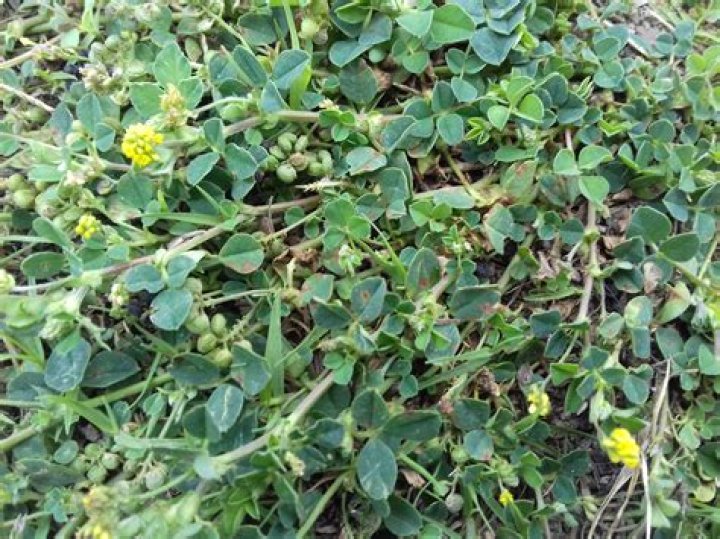 Discovering the Allure of Alfalfa: A Deep Dive into Alfalfitas