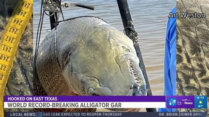 Alligator Gar Record Length: Discovering the Largest Specimens in History