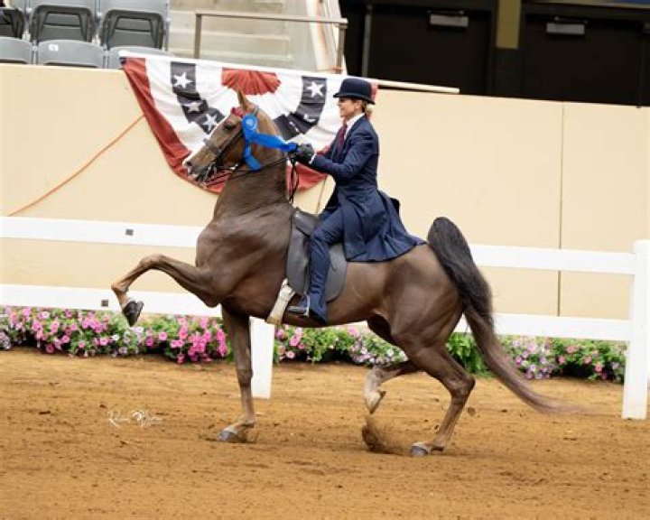 Understanding the American Saddlebred Horse Association: History, Importance, and Influence