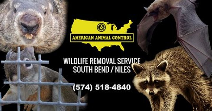 Animal Control Indianapolis: Ensuring Safety and Welfare for All