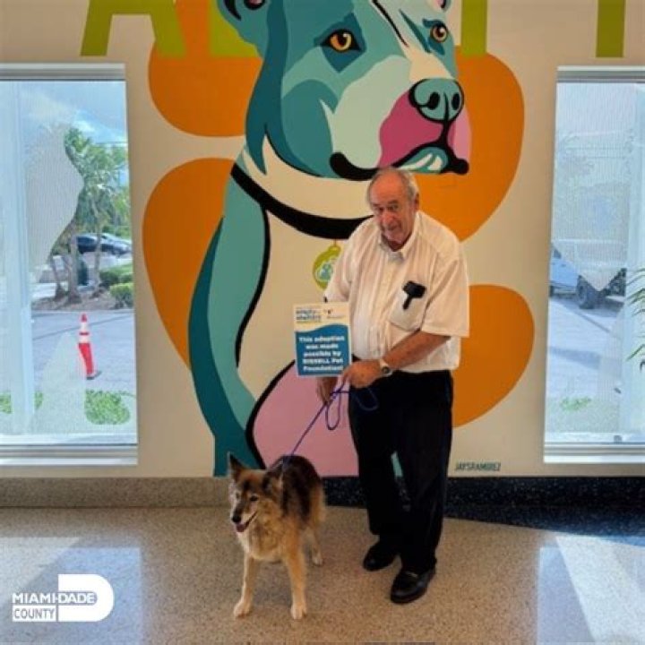 Comprehensive Guide to Animal Services in Miami: Enhancing Pet Care and Welfare