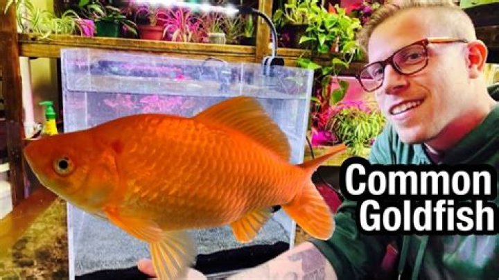Are Goldfish Good for You? Exploring the Benefits and Considerations