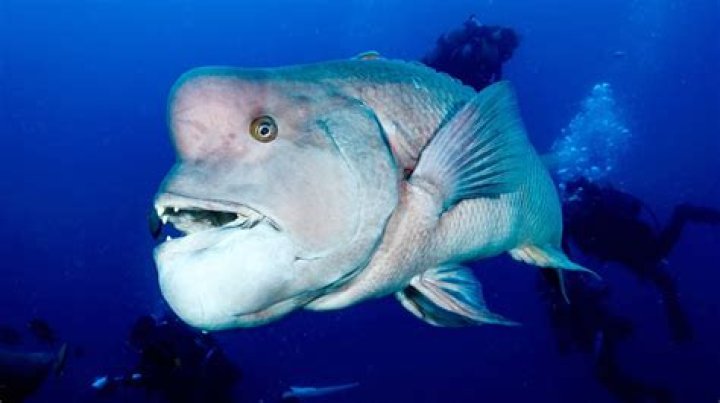 Discovering the Asian Sheepshead Wrasse: A Comprehensive Guide