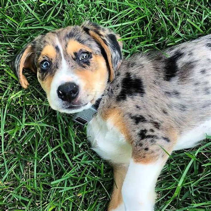Aussie Beagle Mix: The Ultimate Guide to This Adorable Hybrid Breed