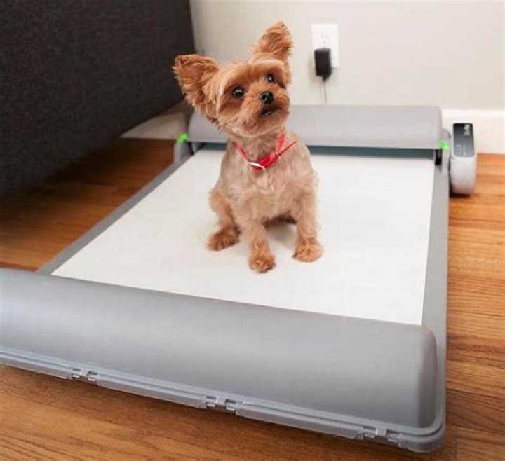 Revolutionizing Pet Care: The Story Behind the Automatic Dog Potty Shark Tank