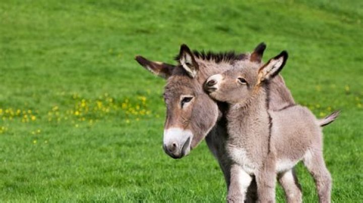 All About Baby Donkeys: A Comprehensive Guide
