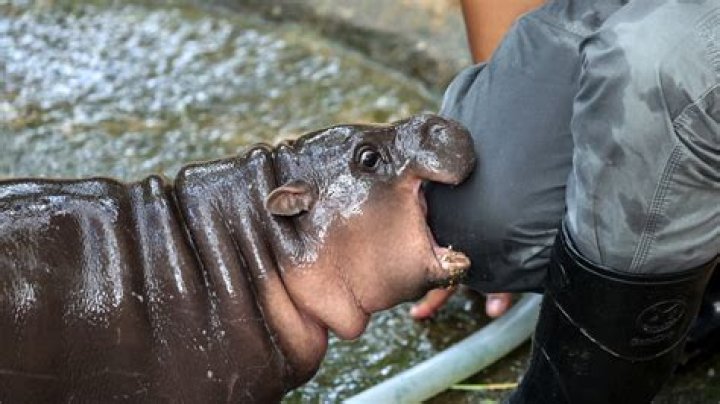 Discovering the Adorable World of Baby Pygmy Hippopotamus Hippo