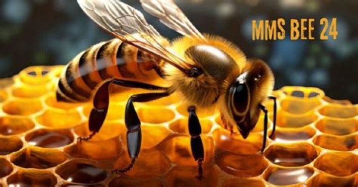 Bee MMS: The Ultimate Guide to Unlocking Business Potential
