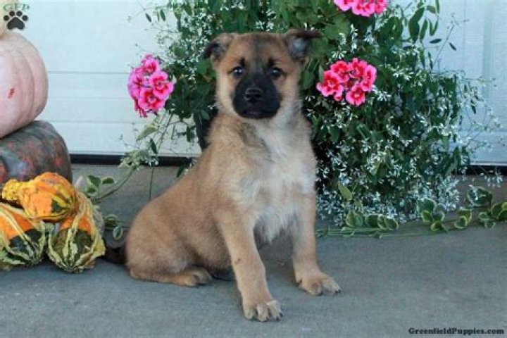 Adorable Belgian Malinois Mix Puppies for Sale