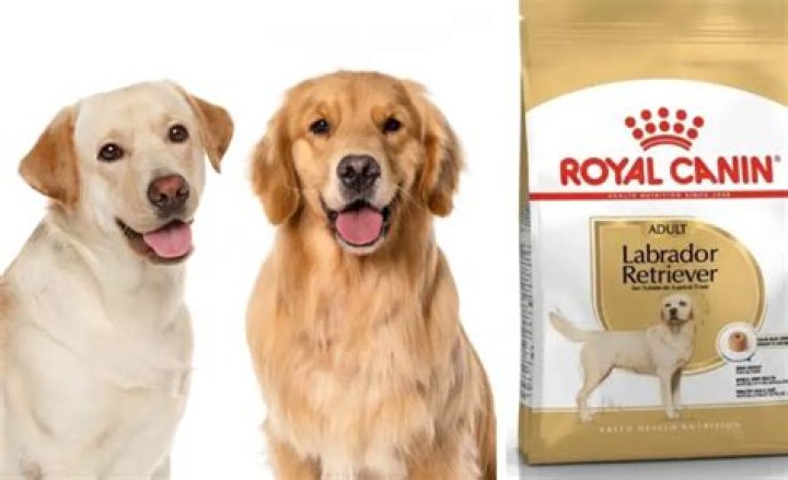 Best Dog Food for Labrador Retrievers: A Comprehensive Guide