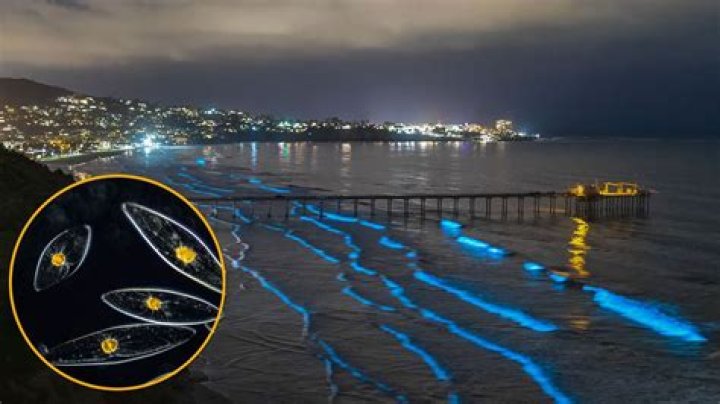 Exploring the Wonders of Bioluminescence in San Diego