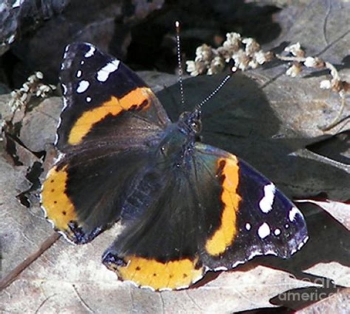 Exploring the Enigmatic Beauty of the Black and Orange Butterfly