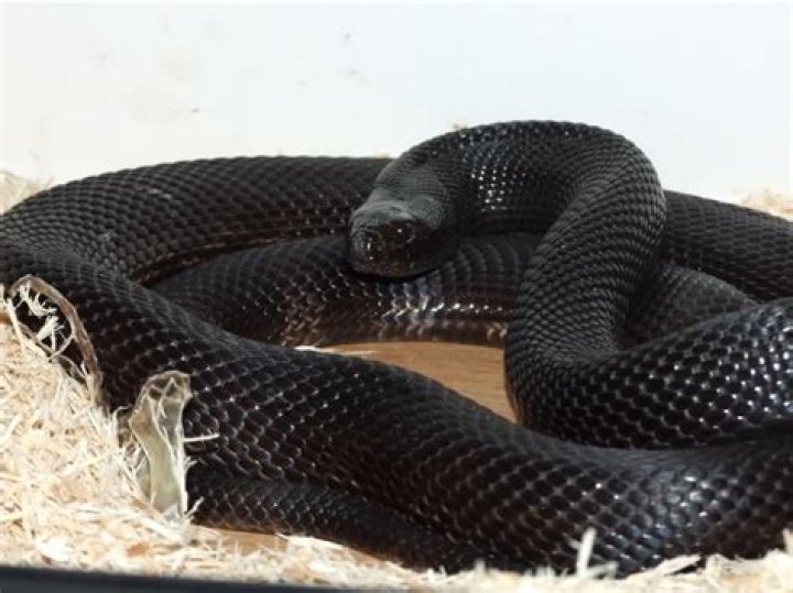 Understanding the Black Python Snake: A Comprehensive Guide