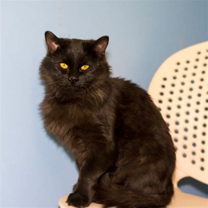 Black Ragamuffin: The Unique and Charming Breed