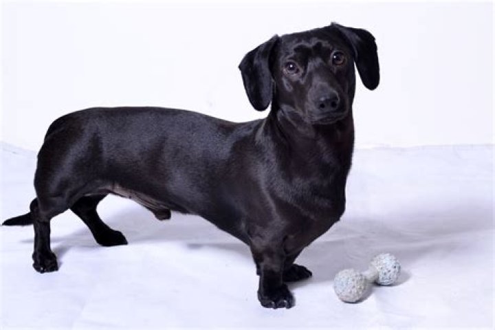 Everything You Need to Know About Black Wiener Dogs