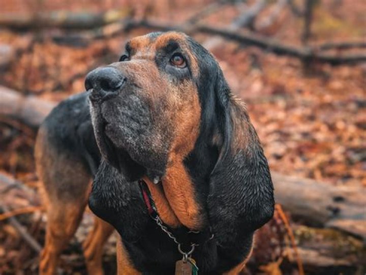 Unraveling the Mystery: Bloodhound Lil Jeff Age