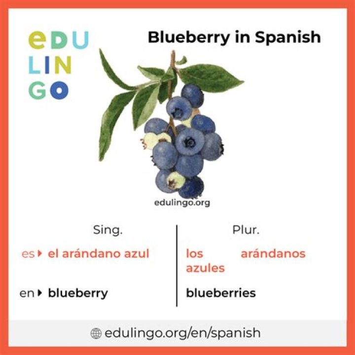 Exploring the World of Blueberries in Spanish: A Comprehensive Guide