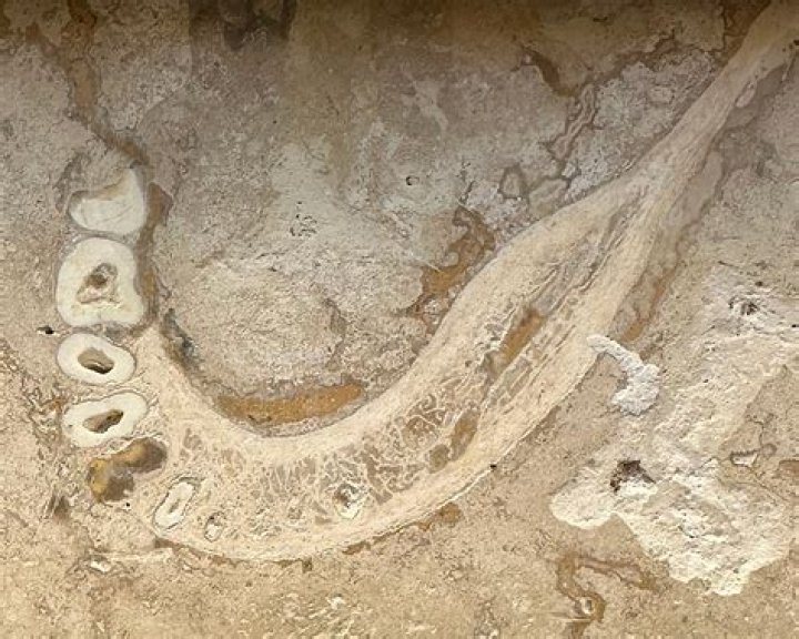 Bones in Travertine: Uncovering the Secrets of Ancient Life