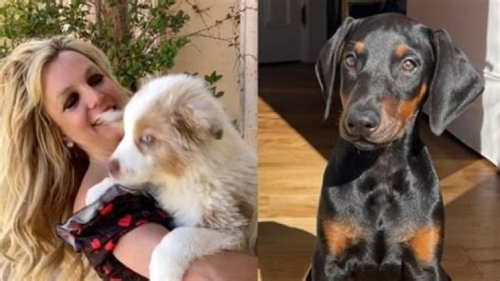 Britney Doberman: The Rise of a Sensational Star