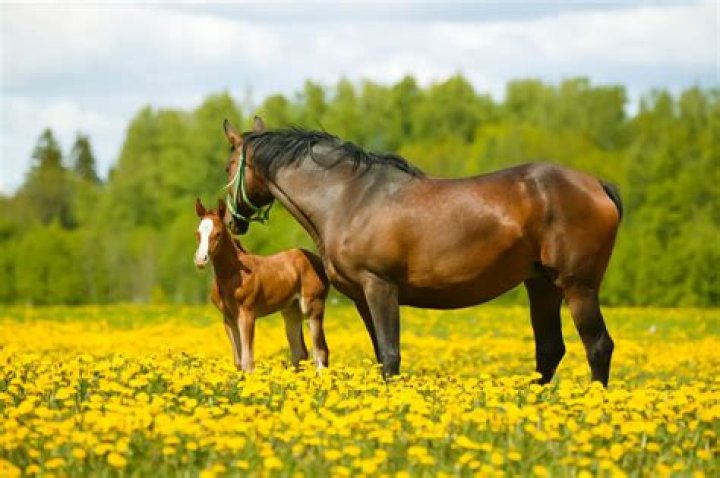 Understanding Broodmare Meaning: A Comprehensive Guide