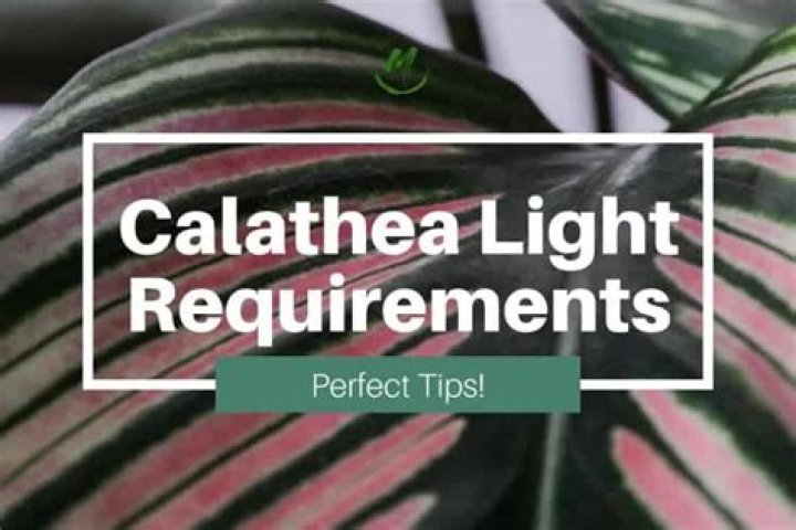 Calathea Light Requirements: A Comprehensive Guide to Optimal Care