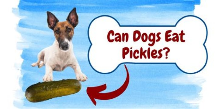 Are Pickles Safe for Dogs? Understanding Canines and Their Dietary Choices