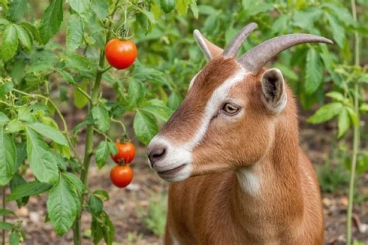 Can Goats Eat Tomato Plants? Understanding the Risks and Benefits