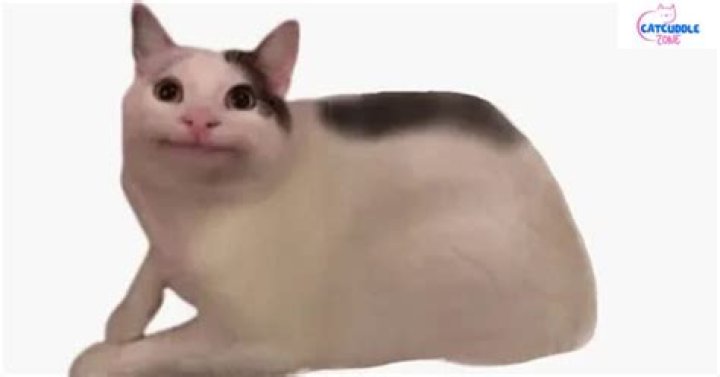 Everything You Need to Know About Beluga Cats: The Unique Feline Trend