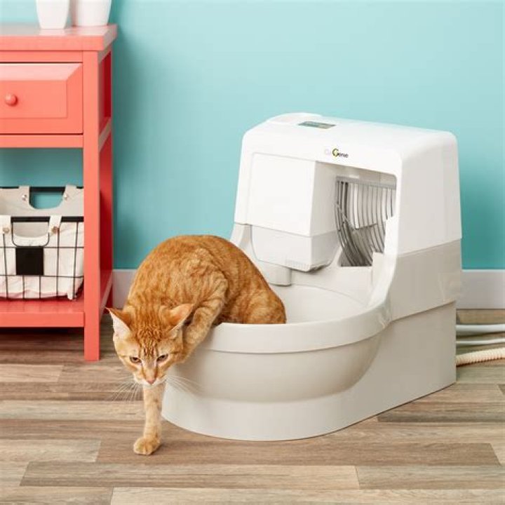 Everything You Need to Know About Cat Genie: The Ultimate Self-Washing Cat Litter Box