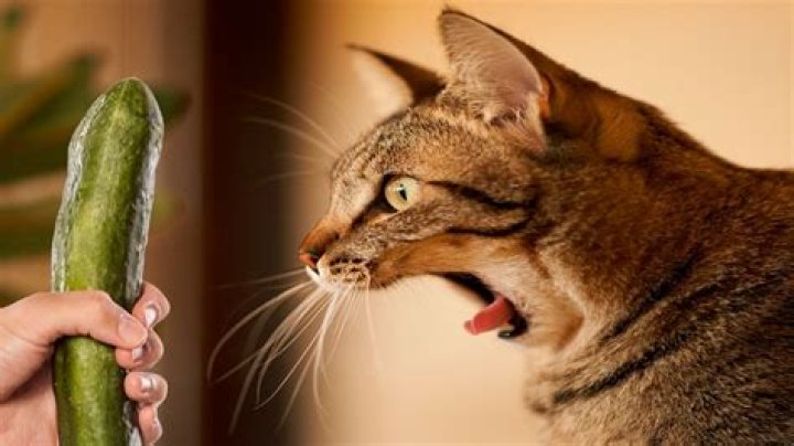 Cats and Cucumbers: Understanding the Fascination