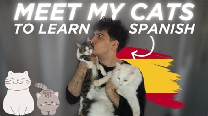 Cats in Spanish: A Comprehensive Guide to Understanding Feline Vocabulary and Culture