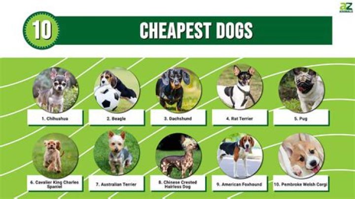 Discover the Cheapest Dog Breeds: A Comprehensive Guide