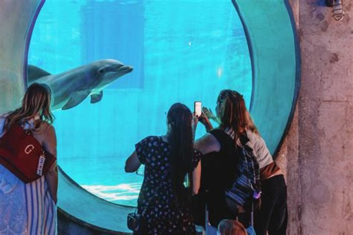 Exploring Clearwater Aquarium: A Comprehensive Guide to Marine Conservation and Education