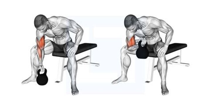 Mastering the Art of Concentration Curls for Arm Development