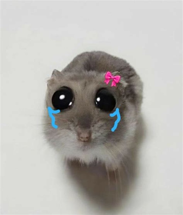 Cry Your Heart Out: The Crying Hamster Meme Phenomenon