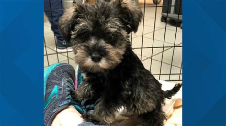 CT Humane Society: A Comprehensive Guide to Animal Welfare and Adoption