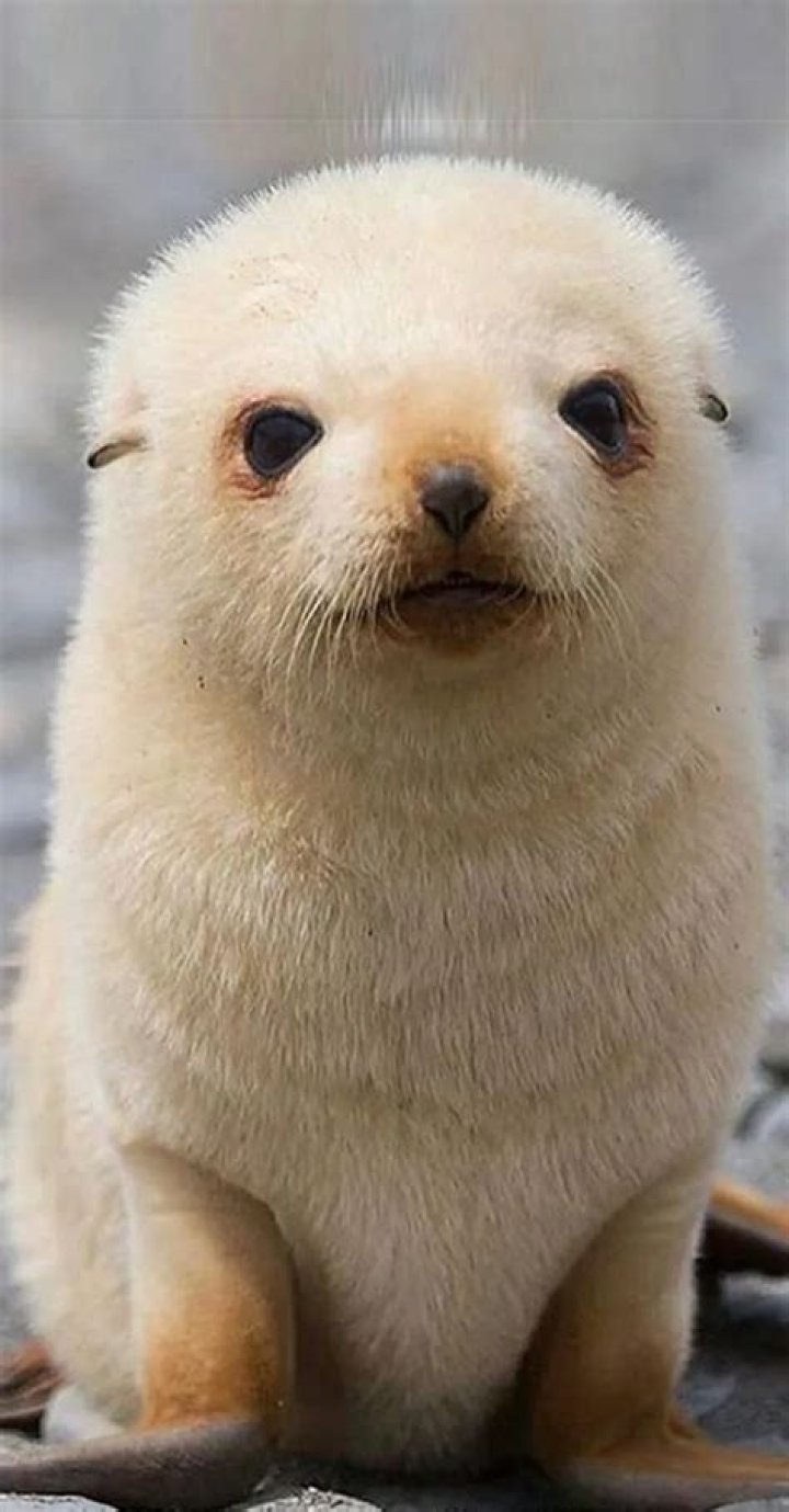 Cute Endangered Species: A Closer Look at Nature's Adorable Treasures