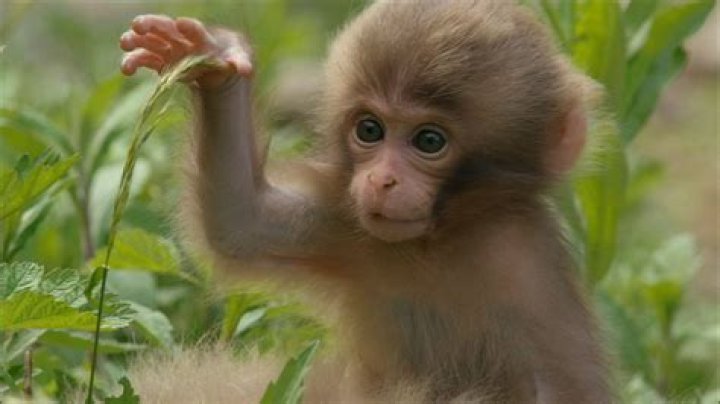 Cute Monkey: The Adorable Ambassadors of the Animal Kingdom