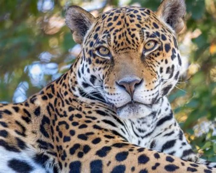 Discover the Wonders of Phoenix Zoo Wildlife: A Comprehensive Guide