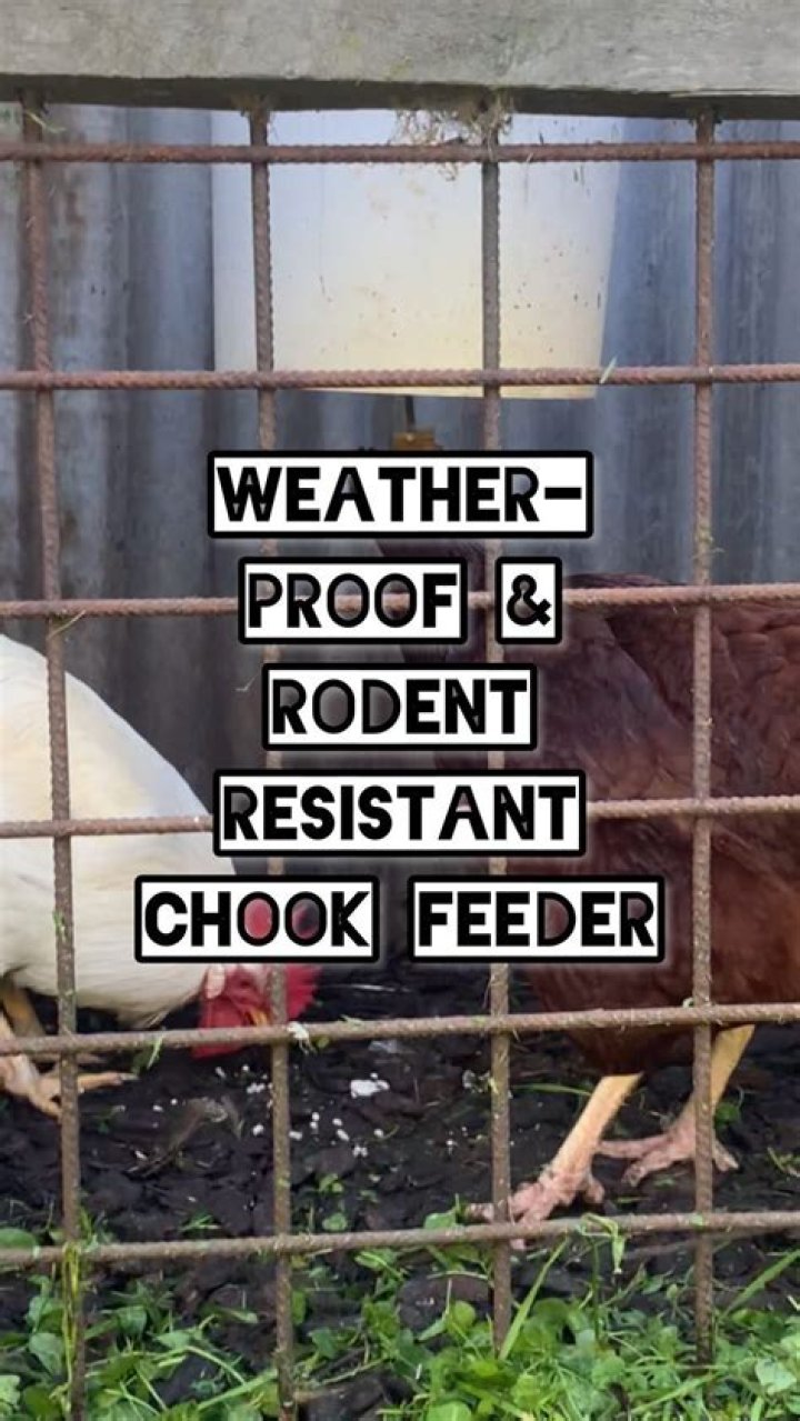DIY Chook Feeder: A Complete Guide to Building Your Own Chicken Feeder