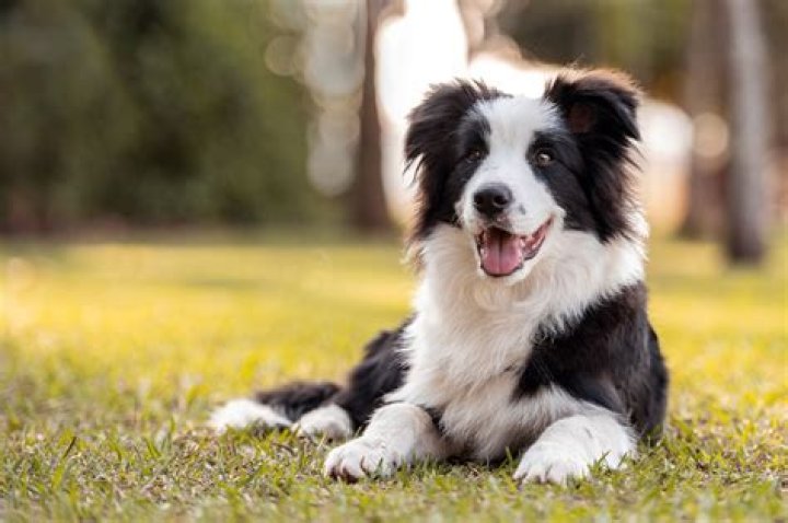 Do Border Collies Malt? Understanding Shedding in Border Collies