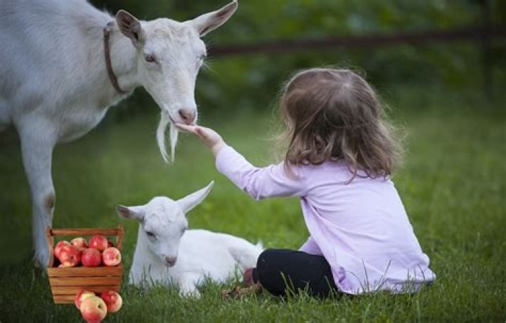 Do Goats Eat Apples? Understanding Goat Nutrition
