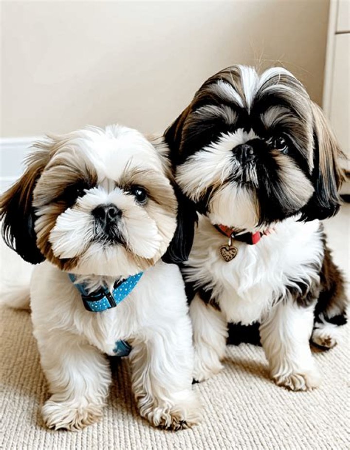 Do Shih Tzus Moult? Understanding Shedding in Shih Tzus