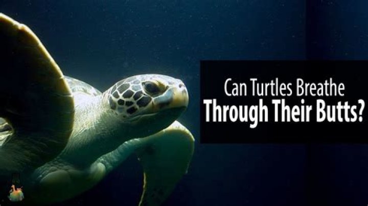 Do Turtles Breathe Out Their Butts? Exploring the Unique Respiratory Mechanism of Turtles