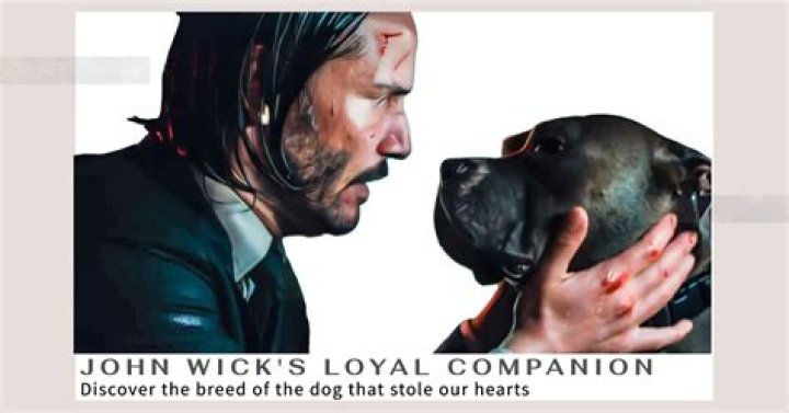 Does John Wick's Pitbull Die? A Comprehensive Look at the Iconic Film Series