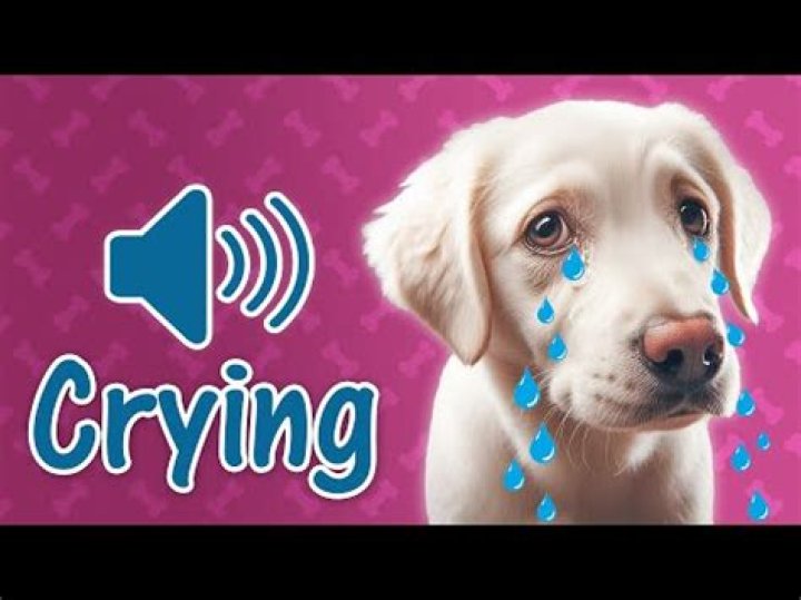 Understanding the Meaning Behind Dog Crying Sounds