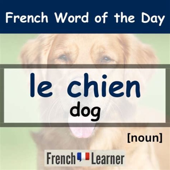 Discovering the Beauty of Dogs in French Culture