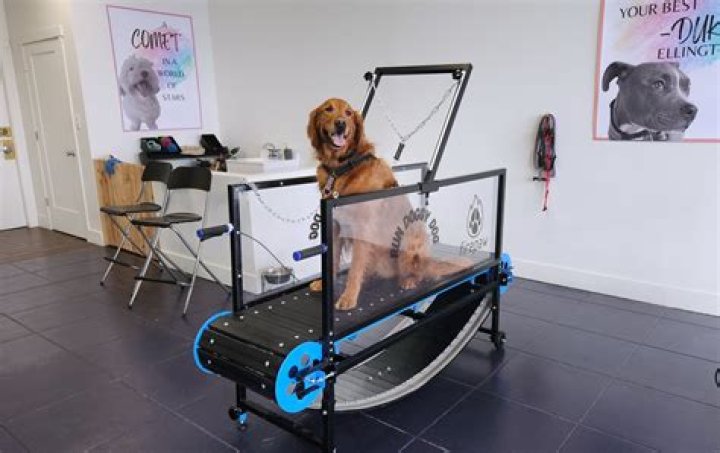 Unleashing the Benefits of a Dog Treadmill: A New Way to Keep Your Furry Friend Fit